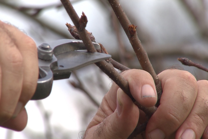 Pruning fruit trees can be beneficial